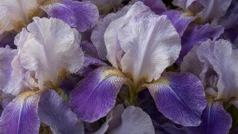 Pale lilac and purple iris petals, close up